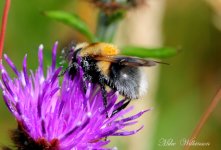 DSC_8188.JPG
