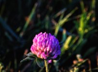 morning clover.jpg
