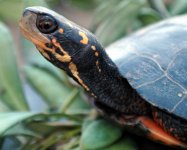 turtle1 opt.jpg