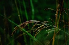 dew weed800.jpg