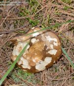 193 Brown Mushroom-130712_01.jpg 193 Brown Mushroom-130712_01.jpg