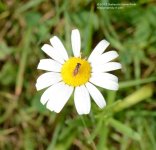 193 Bugs & DAisy-130712_01.jpg 193 Bugs & DAisy-130712_01.jpg
