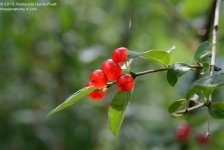 193 Honeysuckle Berries-130712-02_01.jpg 193 Honeysuckle Berries-130712-02_01.jpg