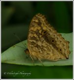 DSC__WLP_0001-36.jpg
