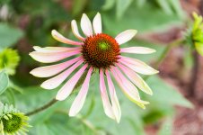 Cone Flower G-P (1 of 1).jpg