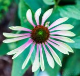 Cone Flower G-P1 (1 of 1).jpg