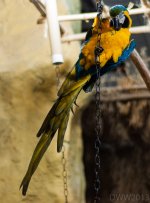 Macaw (1 of 1).jpg
