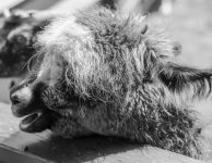 Alpacha B&W (1 of 1).jpg