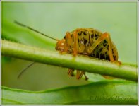 DSC__WLP_0001-38.jpg