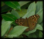 DSC__WLP_0001-41.jpg