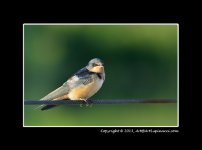 Barn-Swallow---2.jpg