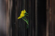 DSC_9099.jpg