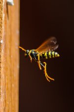 DSC_9111.jpg