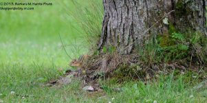 194 Chipmunk-130713-03_01.jpg