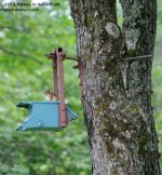194 Chipmunk-130713-04_01.jpg