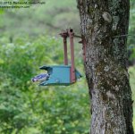 194 Blue Jay-130713_01.jpg
