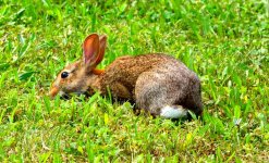 Rabbit_20130713_119small.jpg