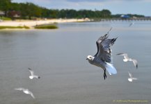 DSC_8399.jpg
