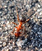 Red Ant.jpg