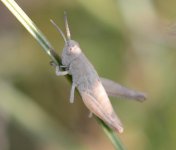 Grasshopper.jpg