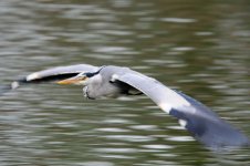 DSC_8384.JPG