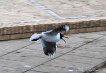 DSC_8297.JPG