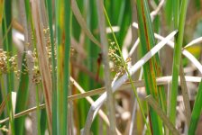 195 Almost Dragonfly-130714.jpg