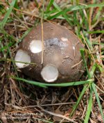 195 Brown Mushroom-130714_01.jpg