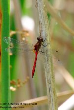 195 Red Dragonfly-130714-01_01.jpg