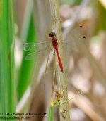 195 Red Dragonfly-130714-02_01.jpg