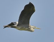 heron.jpg