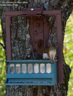 195 Red Squirrel-130714_01.jpg