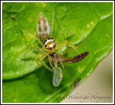 DSC__WLP_0001-53.jpg