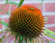 Cone flower seeds1 (1 of 1).jpg