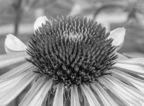 Cone flower seedsBW (1 of 1).jpg