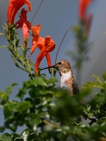 Hummer.jpg