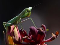 Mantis.jpg