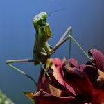 Mantis3.jpg
