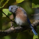 Bluebird7.jpg