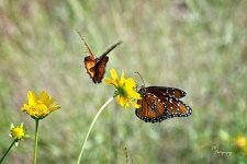 09-07-21-CR-_D502161-ON1.jpg