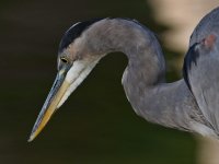 BlueHeron.jpg