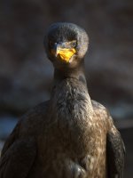 Cormorant4.jpg
