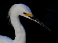 Egret.jpg
