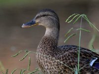 Mallard3.jpg