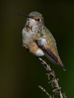 Hummer5.jpg