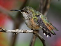 Hummer14.jpg