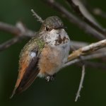 Hummer42.jpg