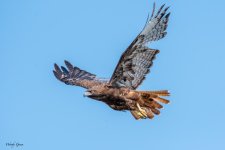 RedTailDarkFlight-980.jpg