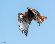 RedtailFlight-987.jpg