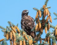 RedtailDark-985.jpg